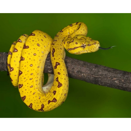 Indonesia Close-up of juvenile green tree python